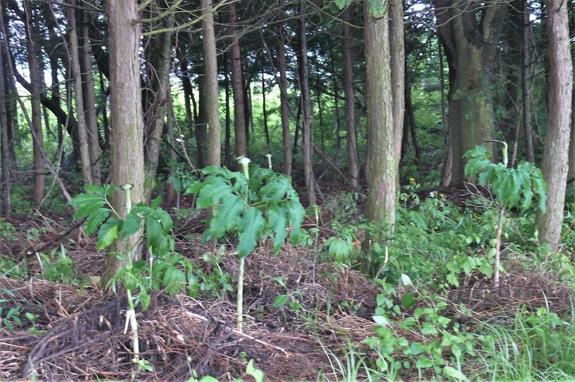 http://www.alpico.co.jp/shikinomori/news/images/P1220275.JPG