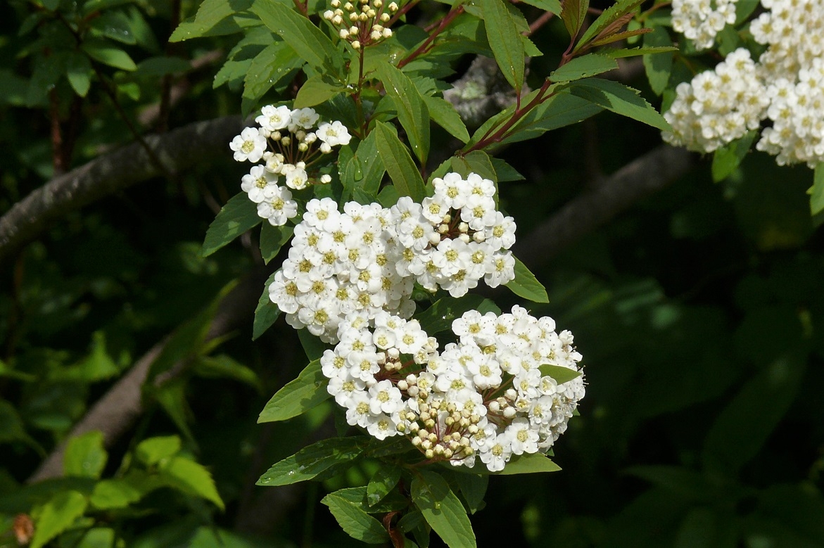 http://www.alpico.co.jp/shikinomori/news/images/P1220289.JPG