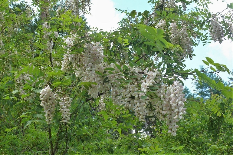 http://www.alpico.co.jp/shikinomori/news/images/P1220293.JPG