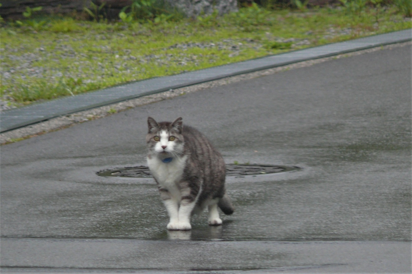http://www.alpico.co.jp/shikinomori/news/images/P1220389.JPG