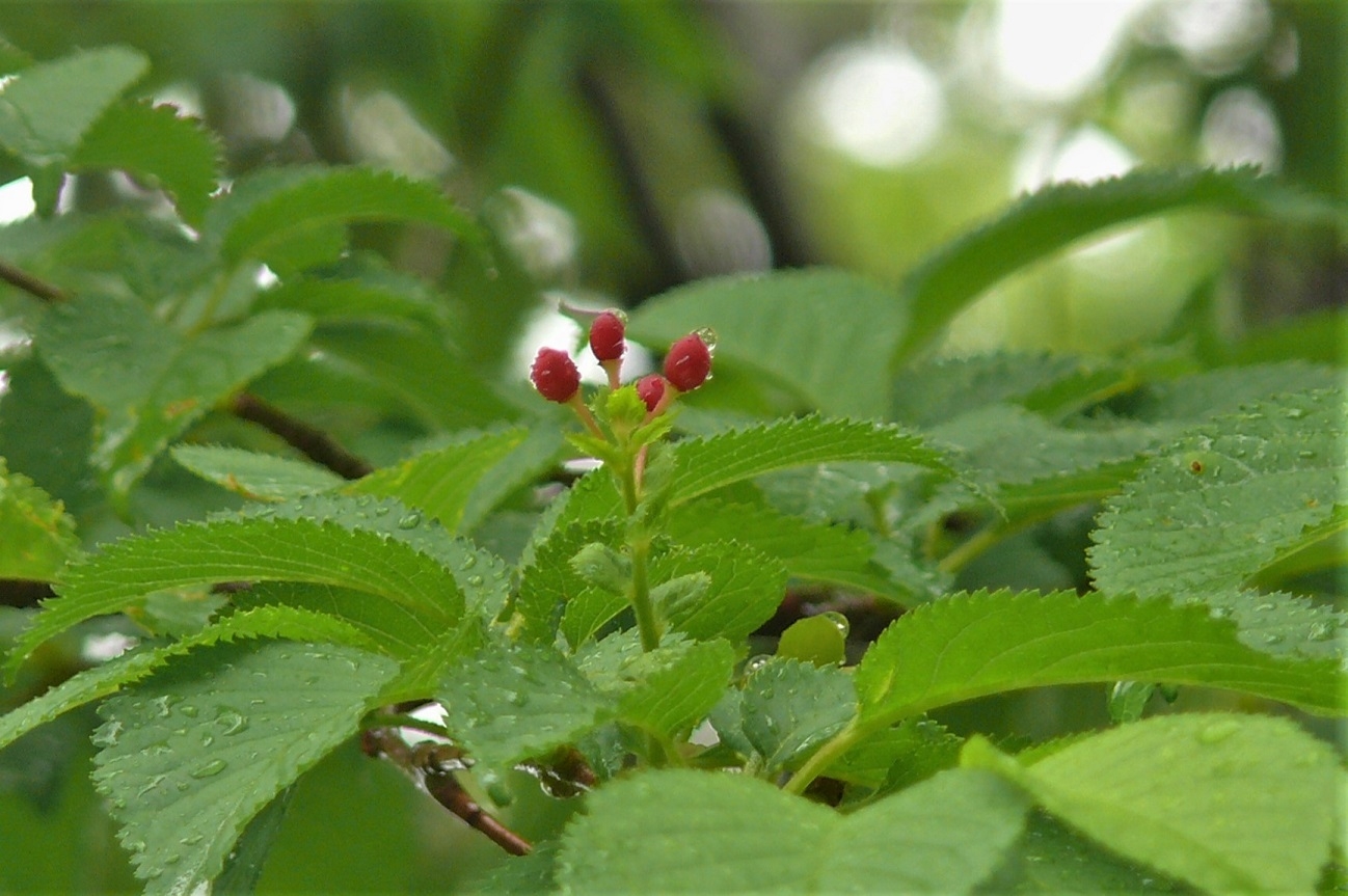 http://www.alpico.co.jp/shikinomori/news/images/P1220400.JPG