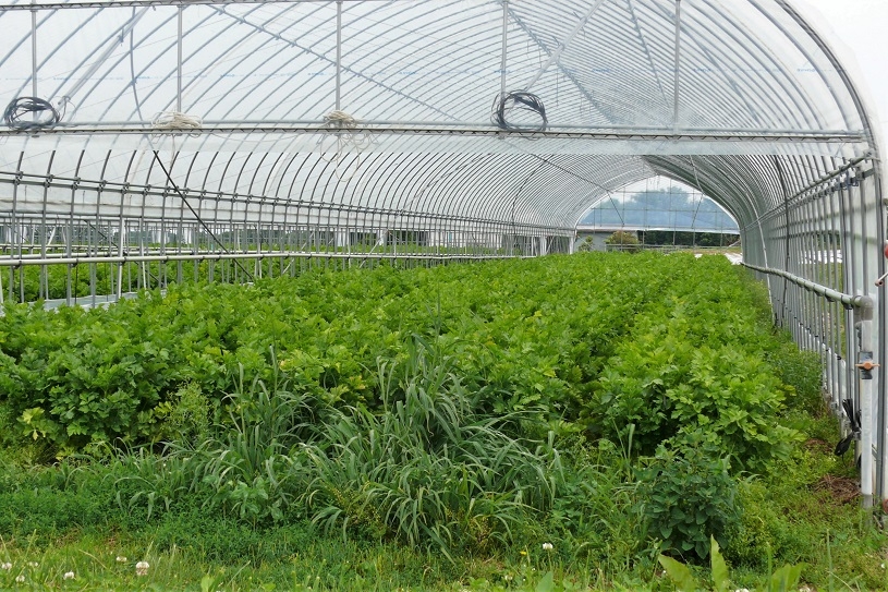 http://www.alpico.co.jp/shikinomori/news/images/P1220483.JPG