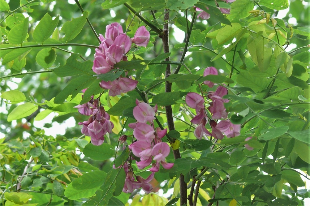 http://www.alpico.co.jp/shikinomori/news/images/P1220506.JPG