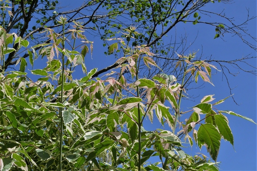 http://www.alpico.co.jp/shikinomori/news/images/P1220649.JPG
