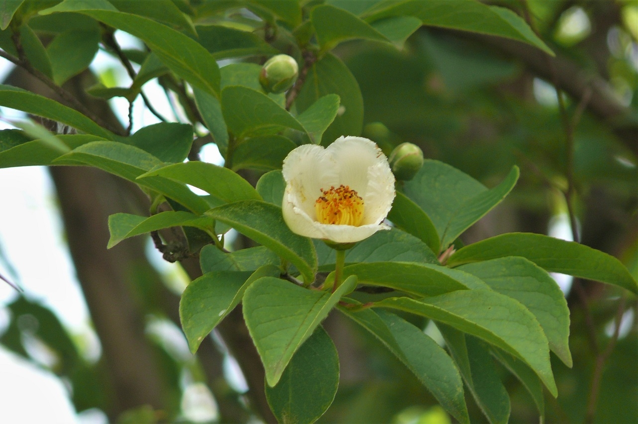 http://www.alpico.co.jp/shikinomori/news/images/P1220892.JPG