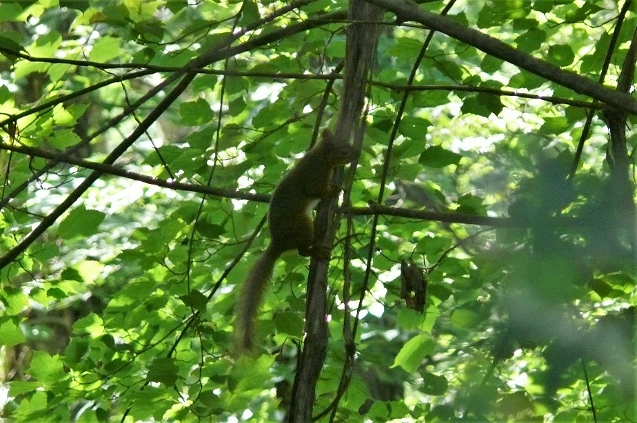 http://www.alpico.co.jp/shikinomori/news/images/P1220922.JPG