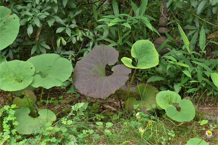 http://www.alpico.co.jp/shikinomori/news/images/P1230029.JPG