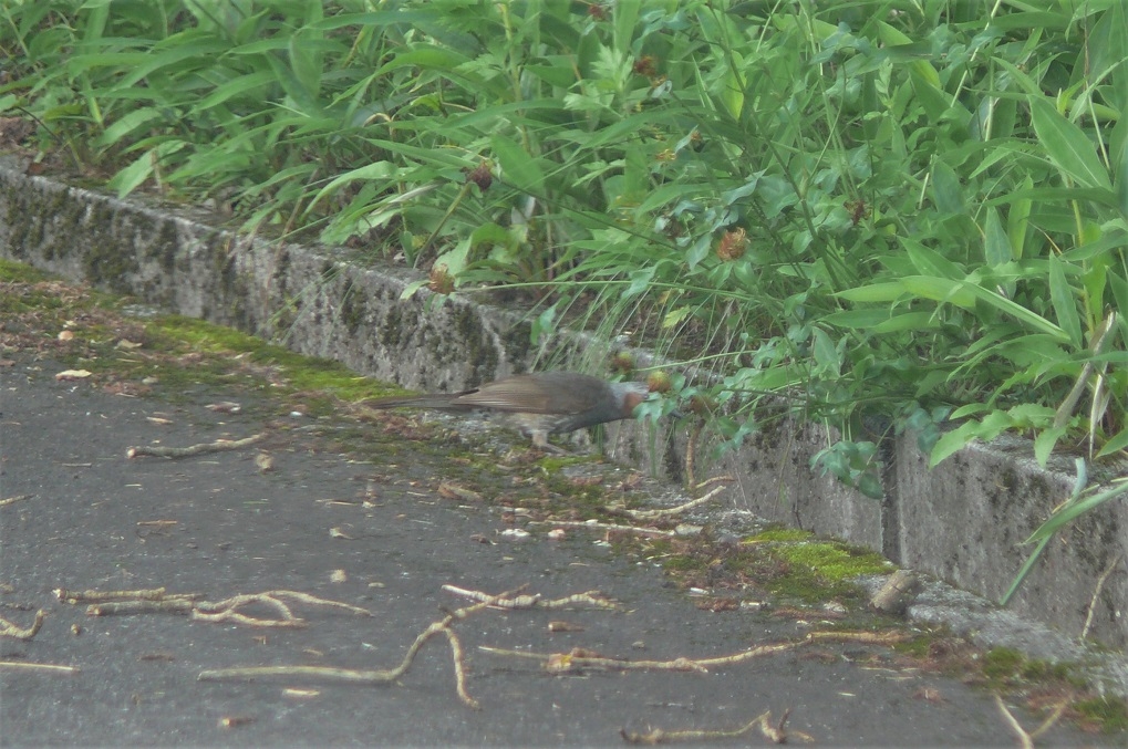 http://www.alpico.co.jp/shikinomori/news/images/P1230036.JPG