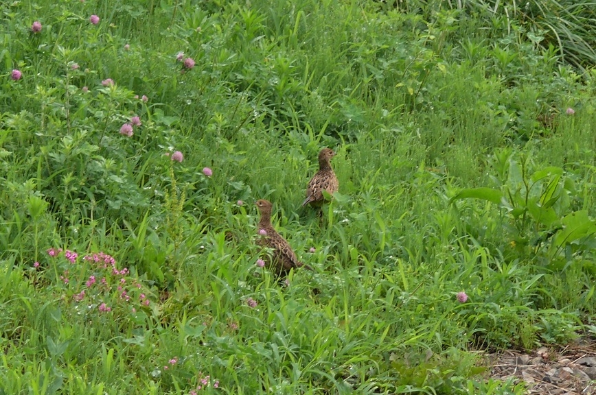 http://www.alpico.co.jp/shikinomori/news/images/P1230062.JPG