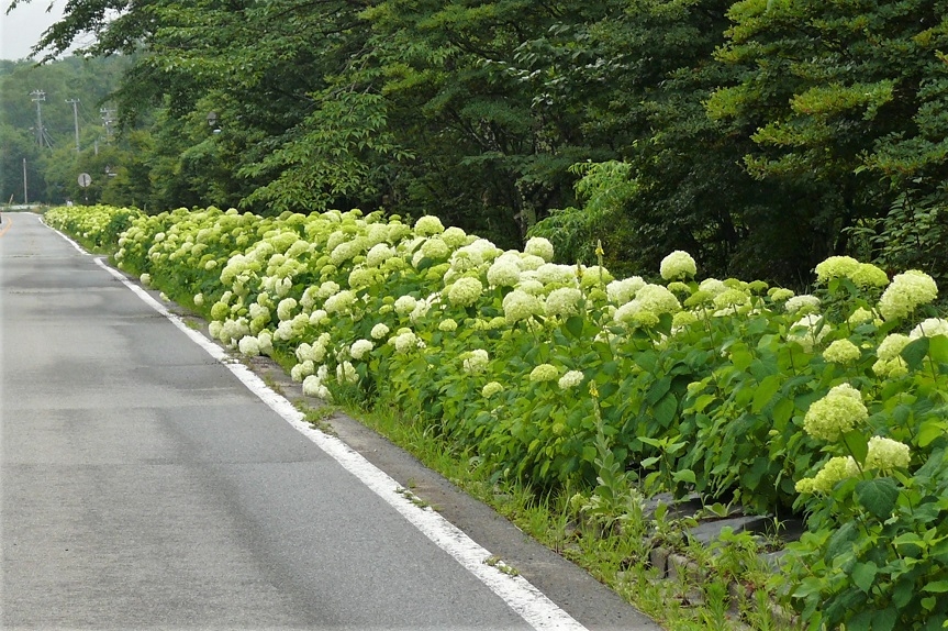http://www.alpico.co.jp/shikinomori/news/images/P1230077.JPG