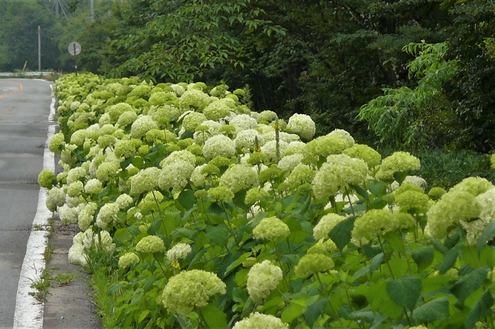 http://www.alpico.co.jp/shikinomori/news/images/P1230078.JPG