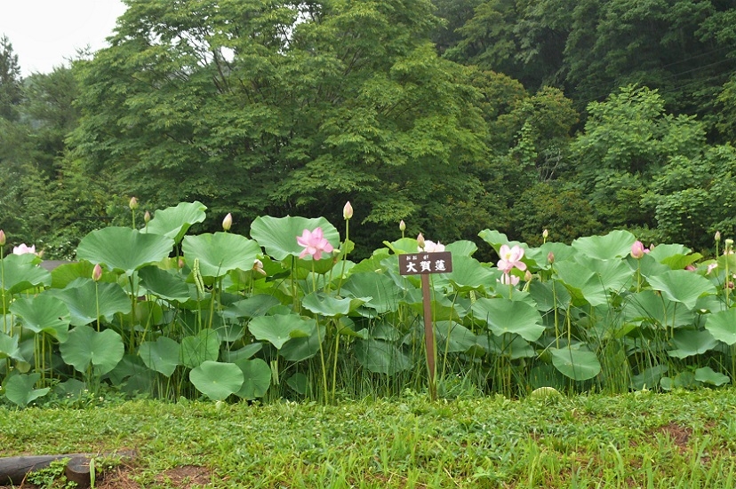 http://www.alpico.co.jp/shikinomori/news/images/P1230088.JPG
