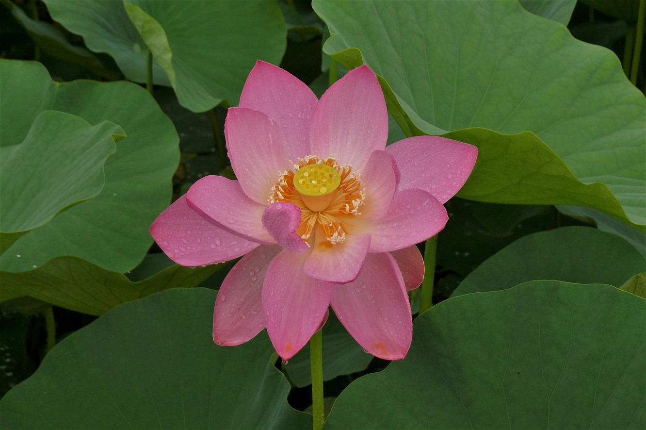 http://www.alpico.co.jp/shikinomori/news/images/P1230092.JPG