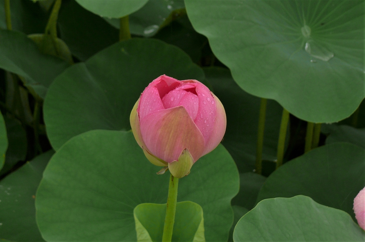 http://www.alpico.co.jp/shikinomori/news/images/P1230106.JPG
