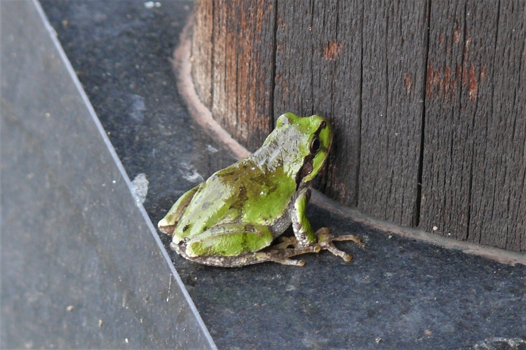 http://www.alpico.co.jp/shikinomori/news/images/P1230143.JPG