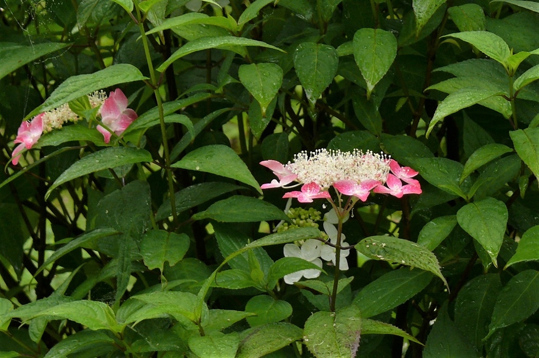 http://www.alpico.co.jp/shikinomori/news/images/P1230156.JPG