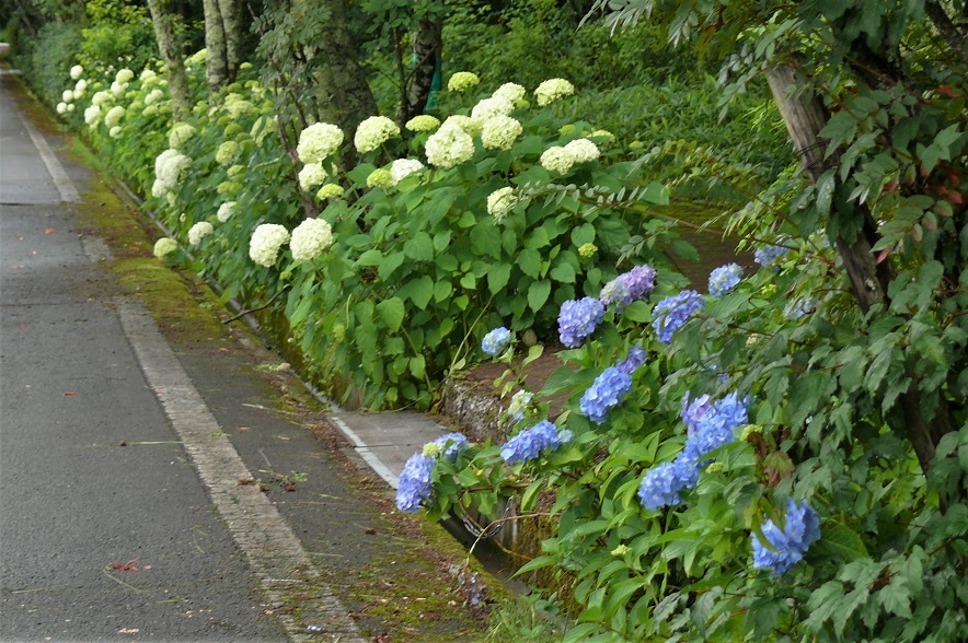 http://www.alpico.co.jp/shikinomori/news/images/P1230215.JPG