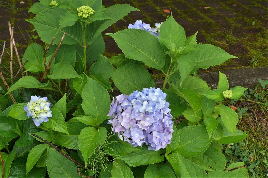 http://www.alpico.co.jp/shikinomori/news/images/P1230216.JPG