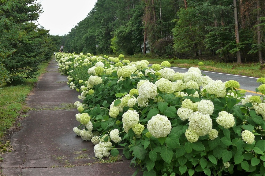 http://www.alpico.co.jp/shikinomori/news/images/P1230221.JPG