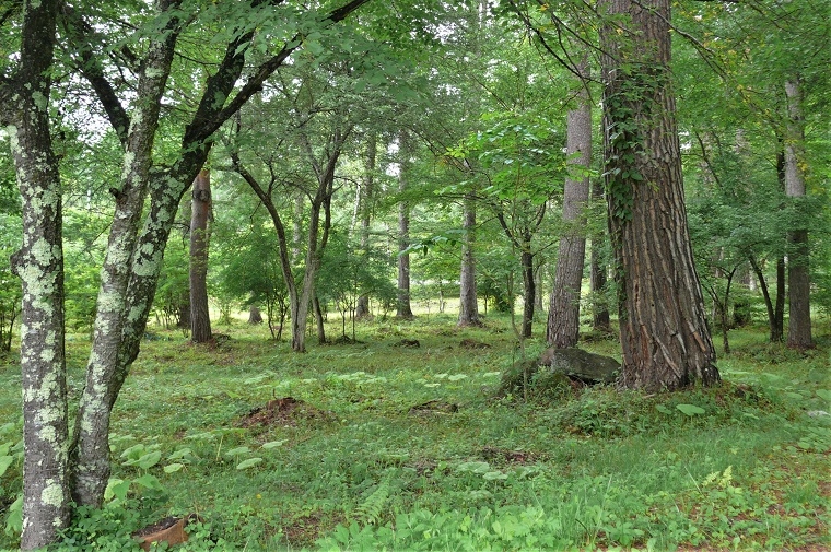 http://www.alpico.co.jp/shikinomori/news/images/P1230227.JPG