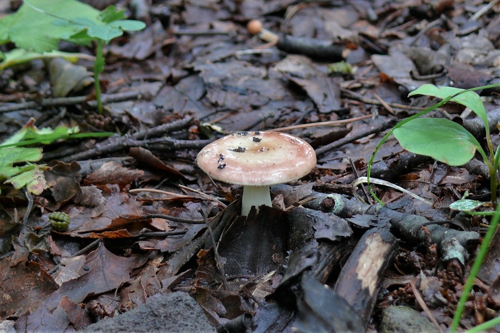 http://www.alpico.co.jp/shikinomori/news/images/P1230240.JPG