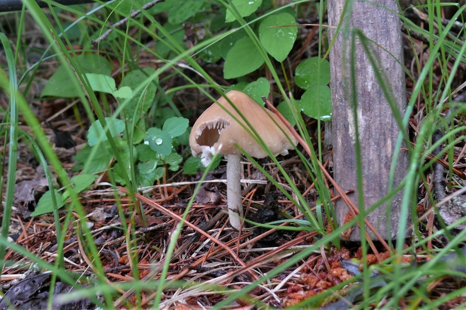 http://www.alpico.co.jp/shikinomori/news/images/P1230242.JPG