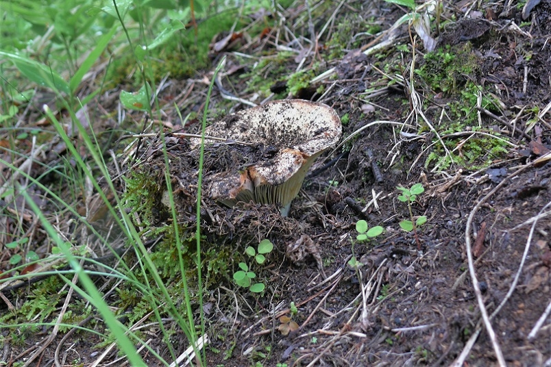 http://www.alpico.co.jp/shikinomori/news/images/P1230244.JPG