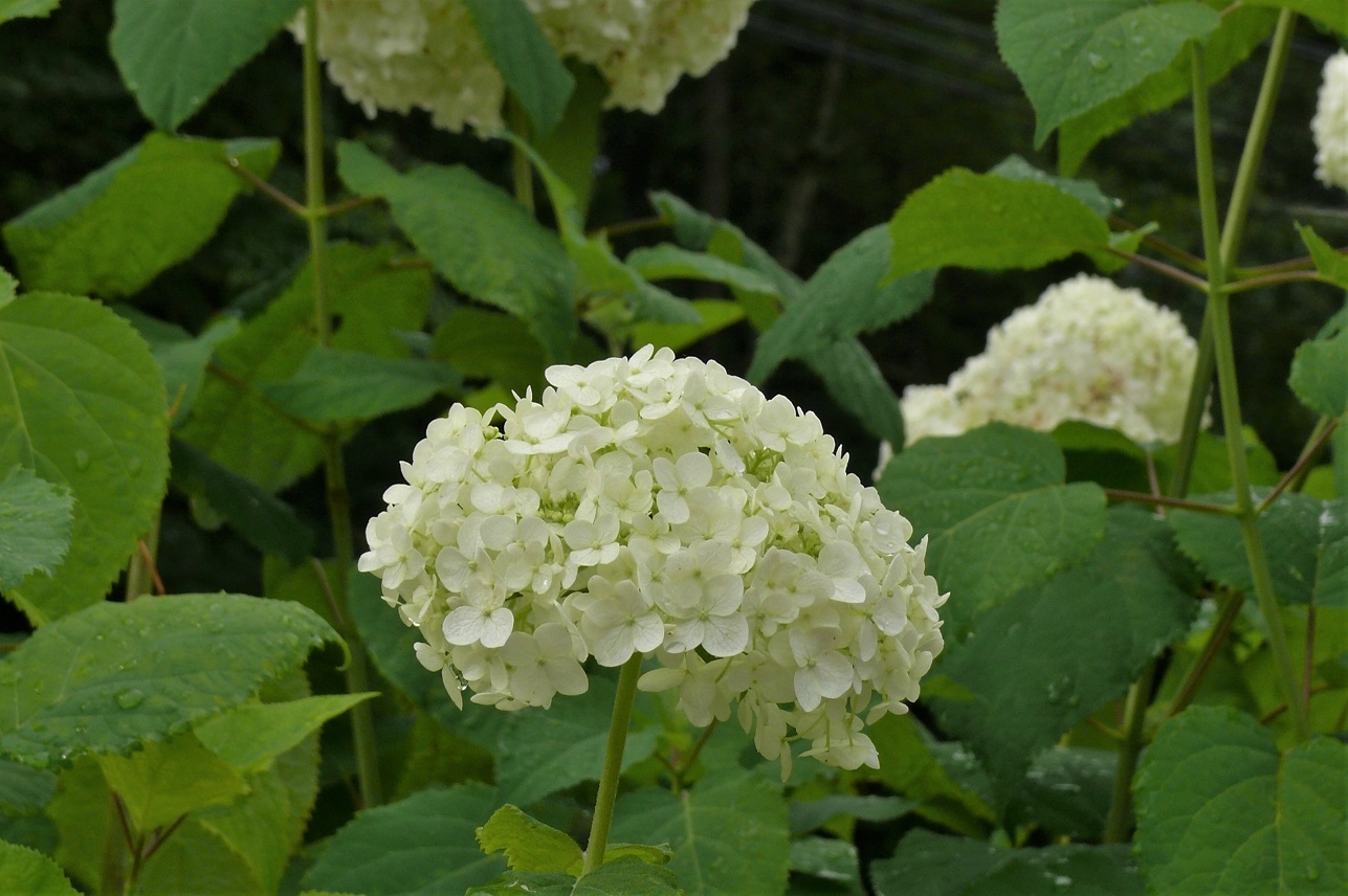 http://www.alpico.co.jp/shikinomori/news/images/P1230262.JPG