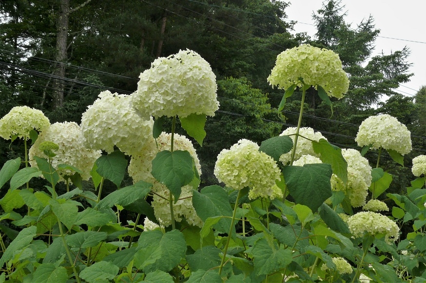 http://www.alpico.co.jp/shikinomori/news/images/P1230263.JPG