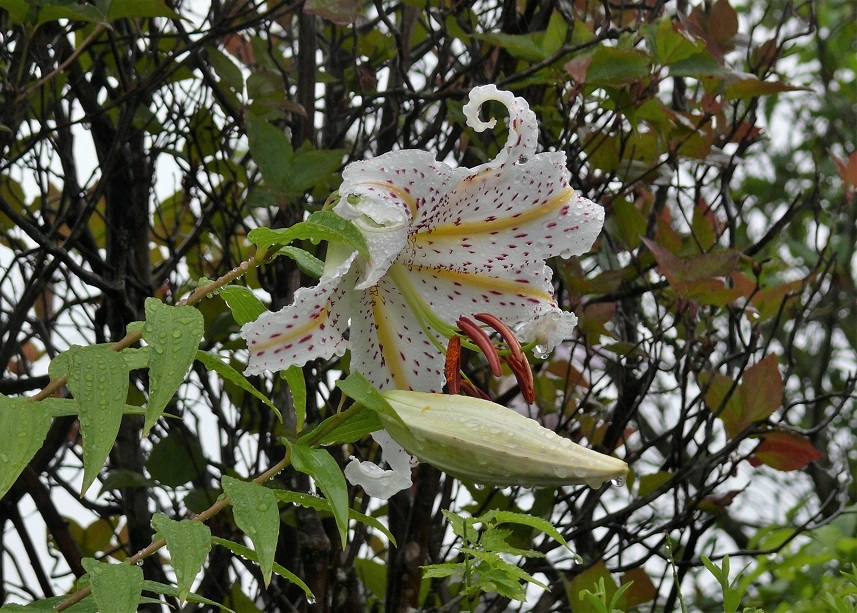 http://www.alpico.co.jp/shikinomori/news/images/P1230279.JPG