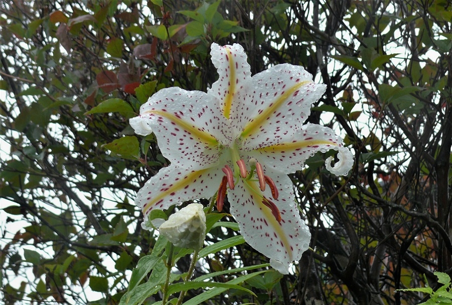 http://www.alpico.co.jp/shikinomori/news/images/P1230280.JPG