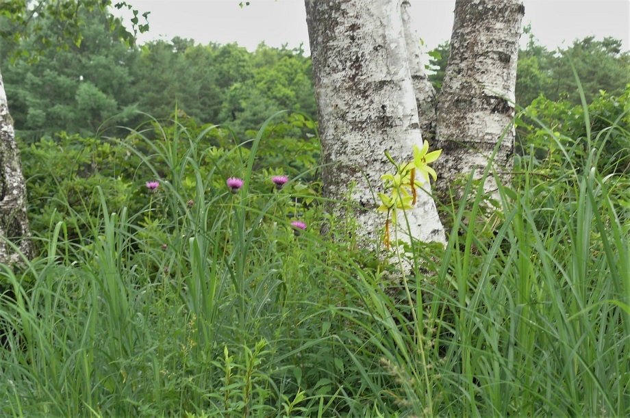http://www.alpico.co.jp/shikinomori/news/images/P1230289.JPG