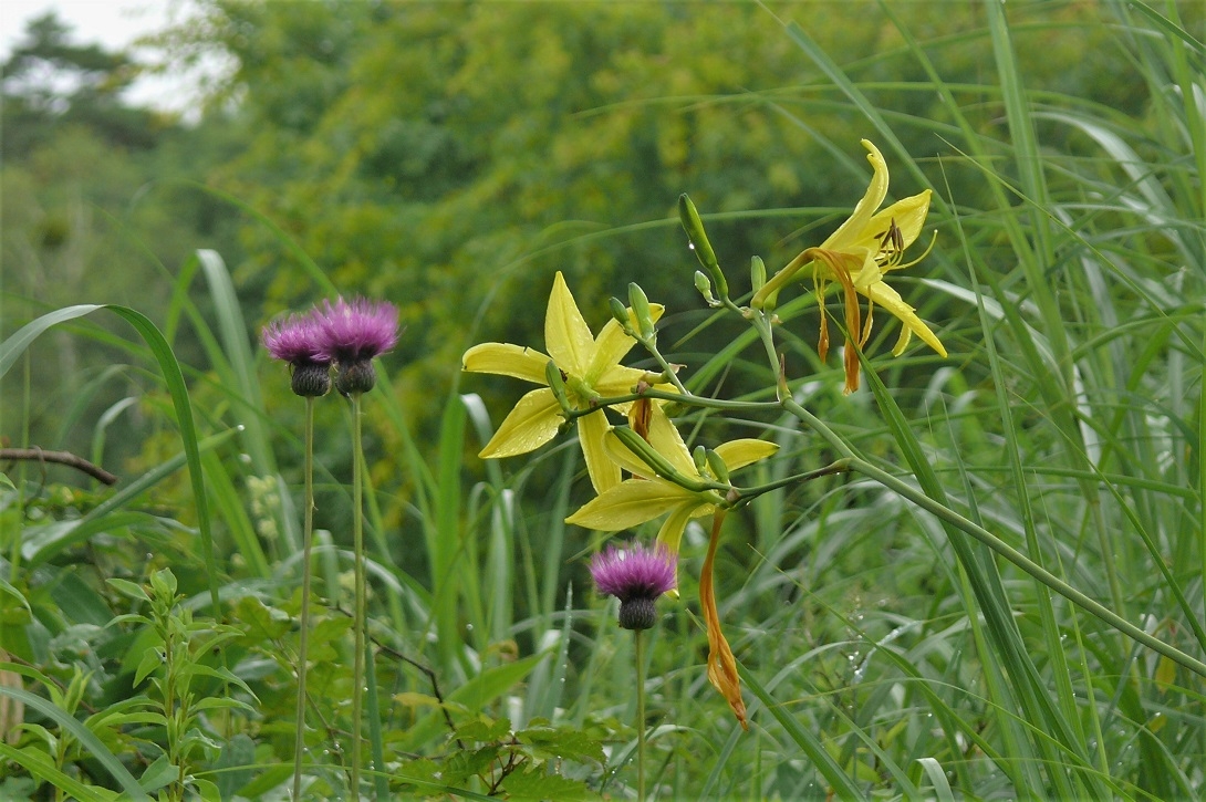http://www.alpico.co.jp/shikinomori/news/images/P1230293.JPG