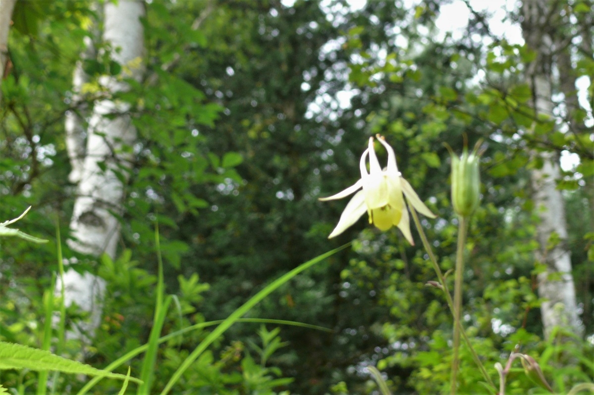 http://www.alpico.co.jp/shikinomori/news/images/P1230350.JPG