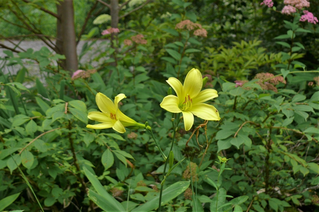 http://www.alpico.co.jp/shikinomori/news/images/P1230370.JPG