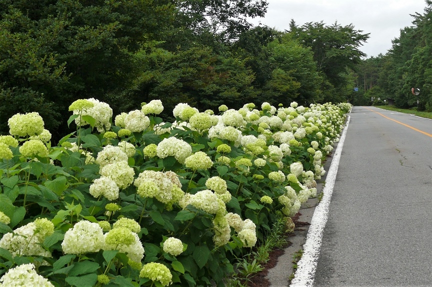 http://www.alpico.co.jp/shikinomori/news/images/P1230385.JPG