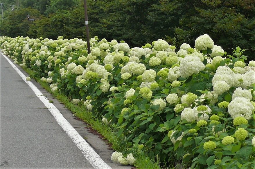 http://www.alpico.co.jp/shikinomori/news/images/P1230386.JPG