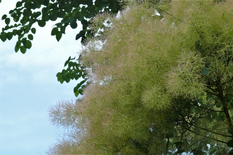 http://www.alpico.co.jp/shikinomori/news/images/P1230472.JPG