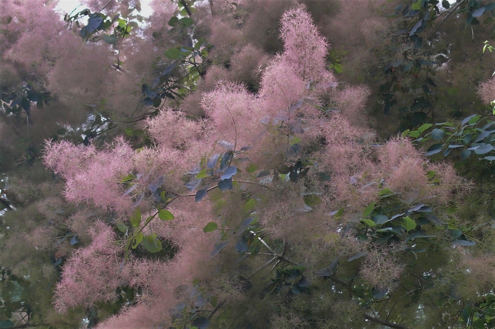 http://www.alpico.co.jp/shikinomori/news/images/P1230476.JPG
