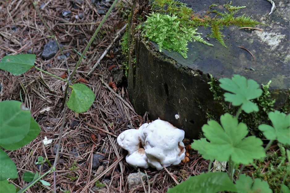 http://www.alpico.co.jp/shikinomori/news/images/P1230486.JPG