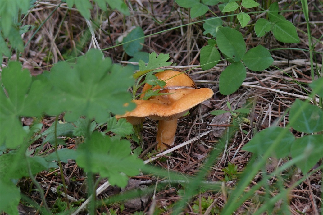 http://www.alpico.co.jp/shikinomori/news/images/P1230487.JPG