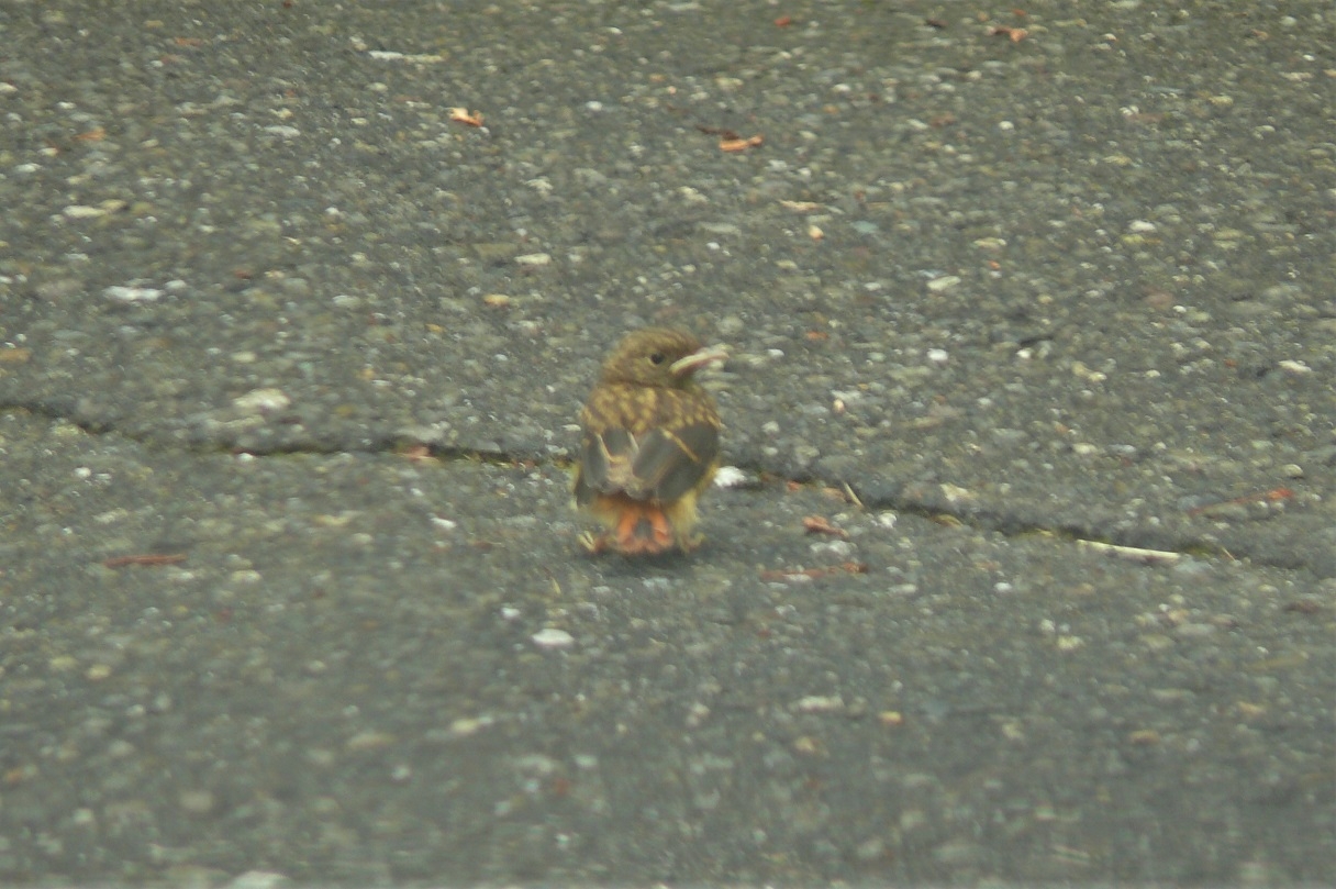 http://www.alpico.co.jp/shikinomori/news/images/P1230514.JPG