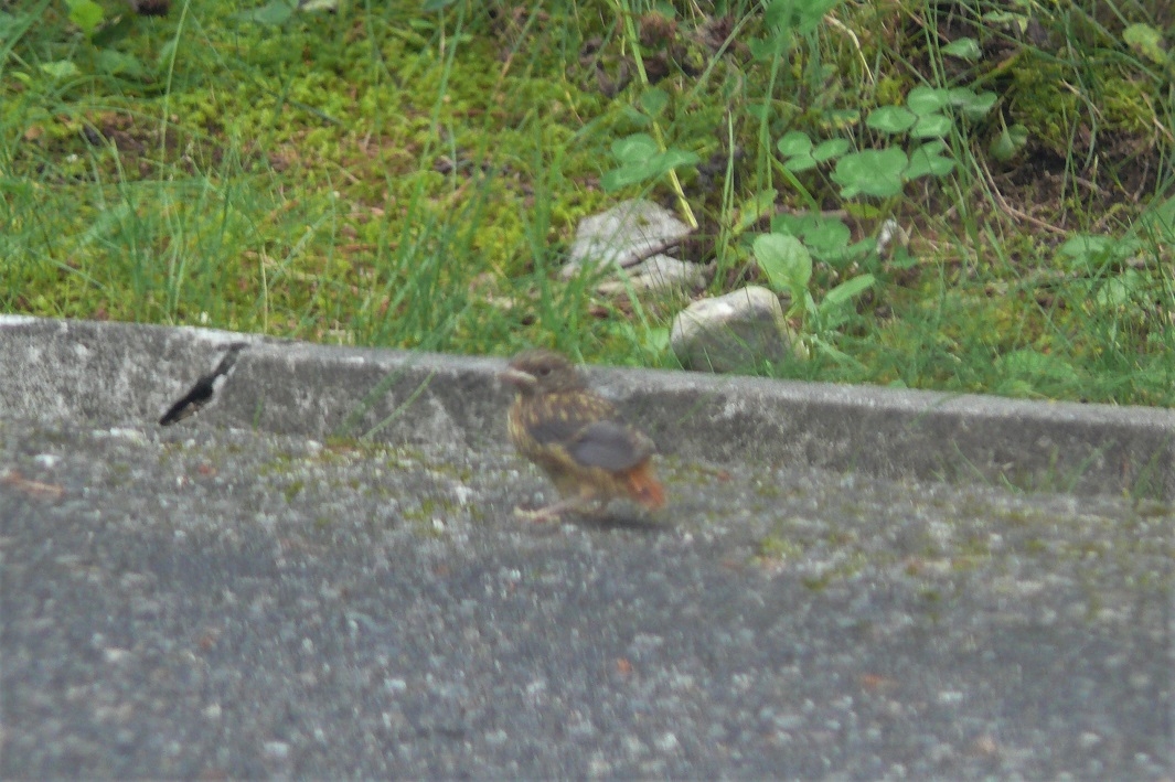 http://www.alpico.co.jp/shikinomori/news/images/P1230515.JPG