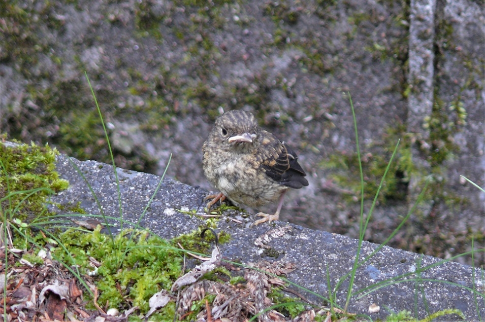 http://www.alpico.co.jp/shikinomori/news/images/P1230519.JPG