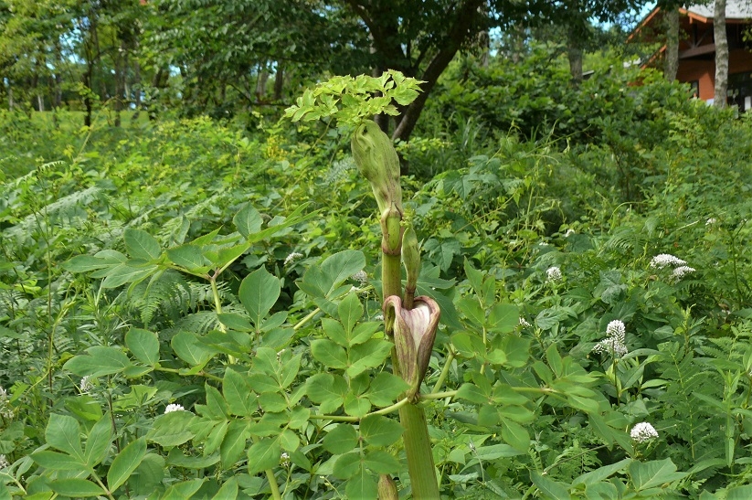 http://www.alpico.co.jp/shikinomori/news/images/P1230539.JPG