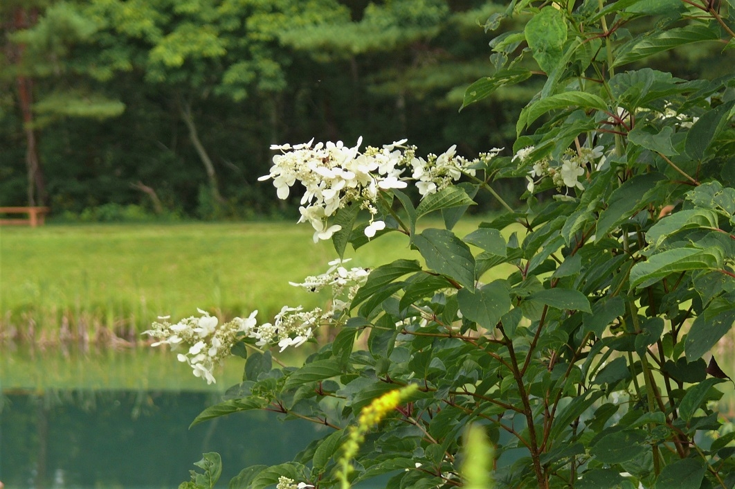 http://www.alpico.co.jp/shikinomori/news/images/P1230540.JPG
