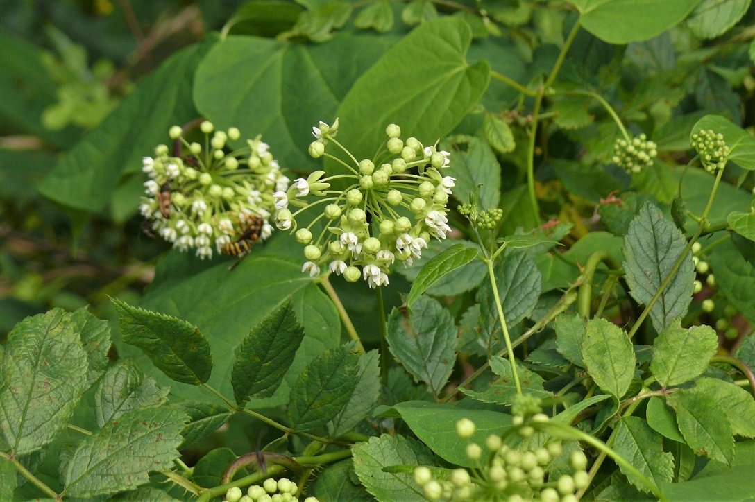 http://www.alpico.co.jp/shikinomori/news/images/P1230553.JPG