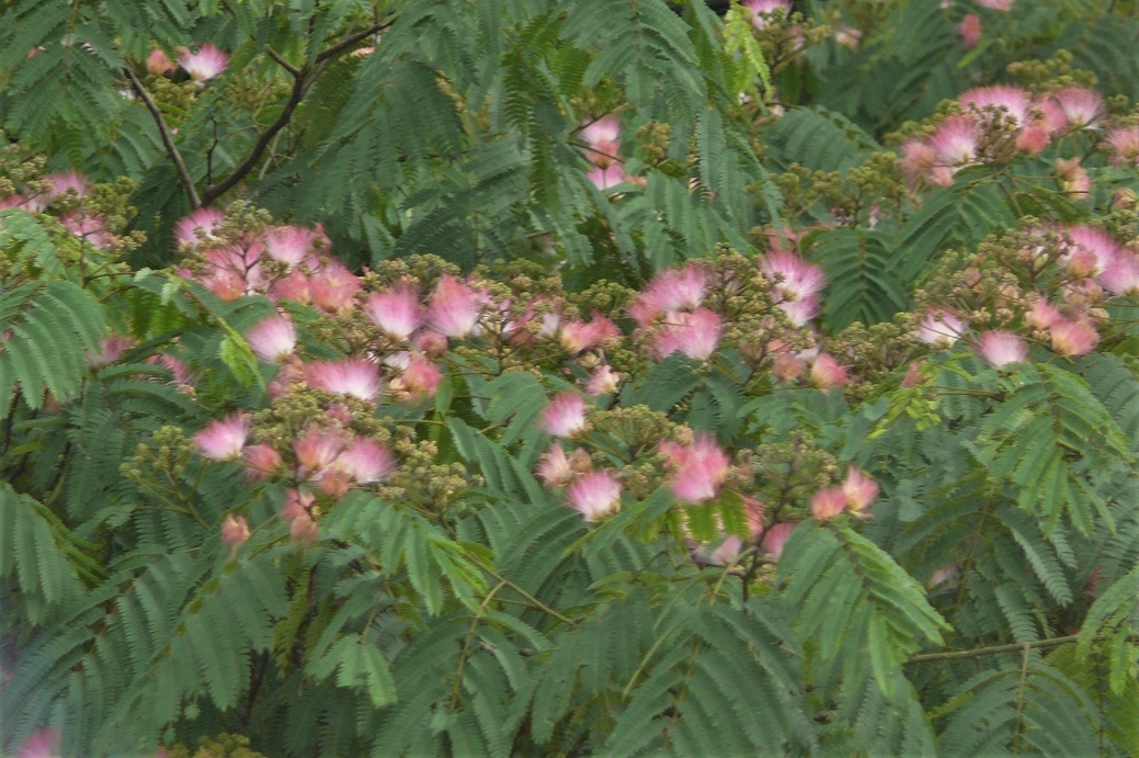 http://www.alpico.co.jp/shikinomori/news/images/P1230623.JPG