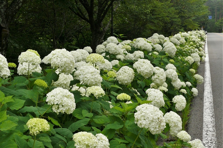 http://www.alpico.co.jp/shikinomori/news/images/P1230646.JPG