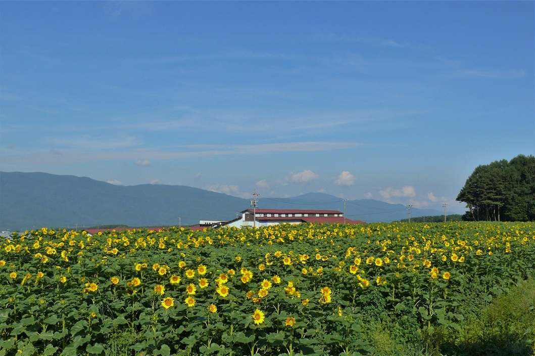 http://www.alpico.co.jp/shikinomori/news/images/P1230658.JPG